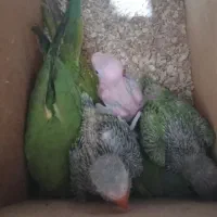 جوجه ملنگو و جوجه کوتوله