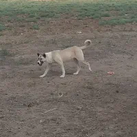 ماده سرابی اصل
