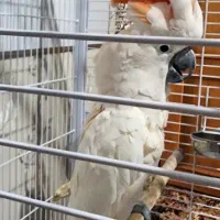 طوطی کاکادو