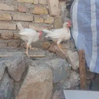 بوقلمون و مرغ و خروس
