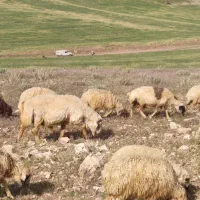 بره کاور