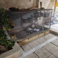 قفس مخصوص پرنده همچیش اصاصی