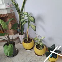 چنتا گل