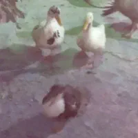 باسلام تعدادی اردک