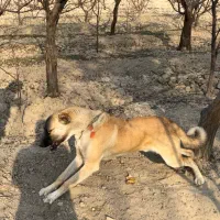 سگ نر سرابی و سگ ماده روتوایلر