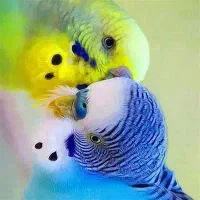 2 جفت مرغ عشق
