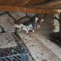 خوشرنگ افشون