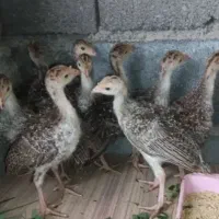 جوجه بوقلمون