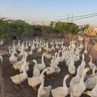 معاوضه قو غاز نر با ماده