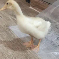 فروش اردک