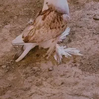 کبوتر