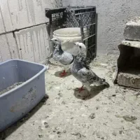 کفتر چند تا گراف سوسکی ..