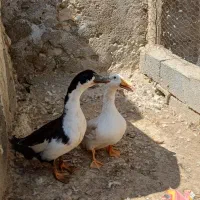 فروش خرگوش و اردک