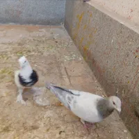 کفتر