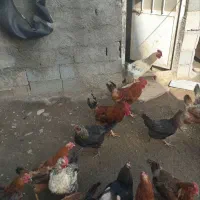 ۲۷ تا مرغ فروشی تخم گذار