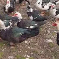 اردک اسرائیلی ماده