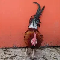 خروس