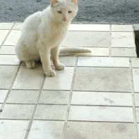 گربه نر