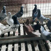 کبوتر رنگی