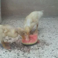 جوجه اردک