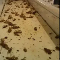 سمپاشی حشرات و جوندگان موذی خانگی و ساختمانها