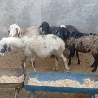 4راس میش سرحال