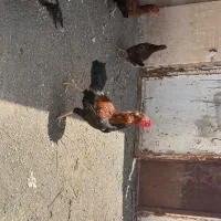 مرغ و خروس لاری