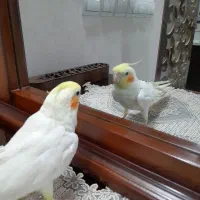 عروس هلندی کاملا دستی ۹ ماهه با قفس