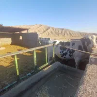 گوساله چاق