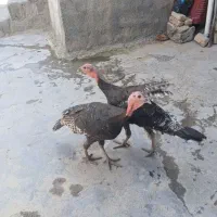 بوقلمون نر