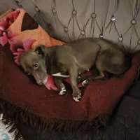 سگ خانگی بسیار آرام