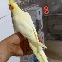 عروس هلندی با کیفیت