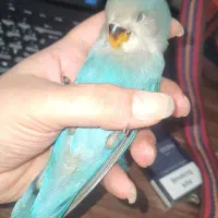 طوطی برزیلی گمشده