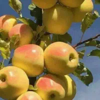 خریدار‌سیب‌روی‌‌درخت