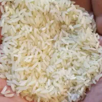 فروش برنج چمپا/ فجر /عنبر بو ۲۲۰۰ به شرط