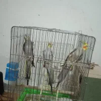 پرنده
