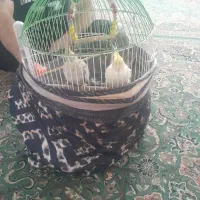 عروس هلندی