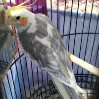 عروس هلندی نر سخن گو