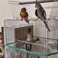 عروس مولد و گیرینچیک