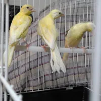 سه عدد جوجه قناری درشت