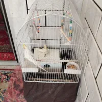 جفت عروس هلندی سخنگو