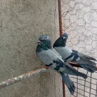 پرشی|پرنده|یزد, |دیوار