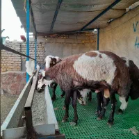 بره قوچ پلنگی