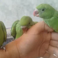جوجه طوطی ملنگو