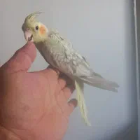 جوجه عروس زیبا فوق دستی عروس مولد مرغ عشق وجوجه