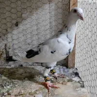 کفتر