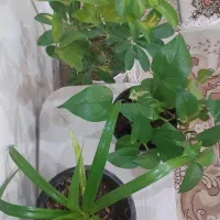 گل طبیعی