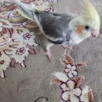 عروس هلندی نر