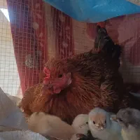 تخم‌مرغ‌‌گلین‌نطفه‌دار‌۱۰۰در‌۱۰۰