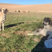 سگ پژدر|سگ|حسین آباد, |دیوار